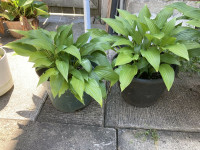 Hostas plants