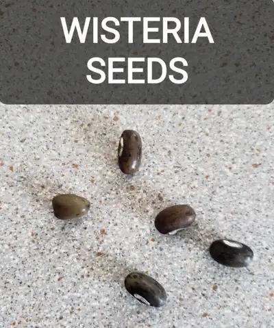 10 WISTERIA SEEDS -  10 SEMANCES LA GLYCINE, View more