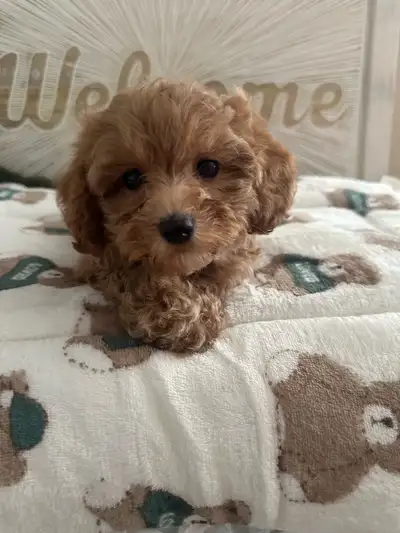 Last 3❤️Gorgeous Maltipoo puppies Available❤️, View more