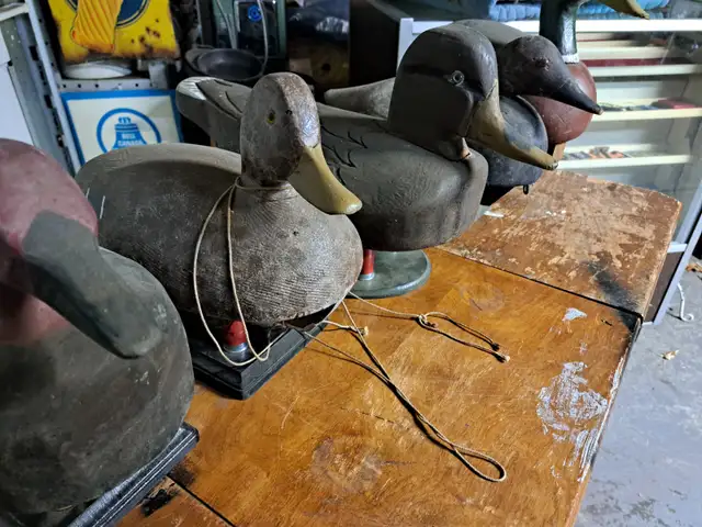 Wood duck decoys in Fishing, Camping & Outdoors in Sarnia - Image 2
