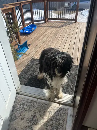 Beautiful Aussidoodle Male , View more