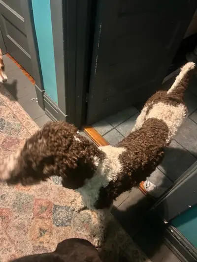 standard poodle , View more