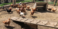 1 &2 yr old laying hens