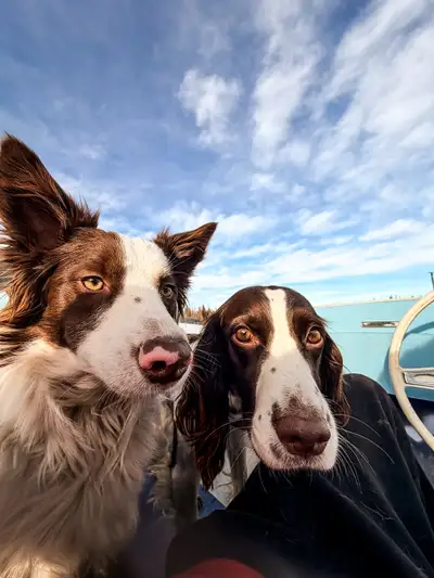 Springer Spaniel x Border collie, View more
