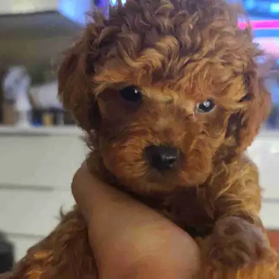tiny toy poodle (Korea bloodline), View more
