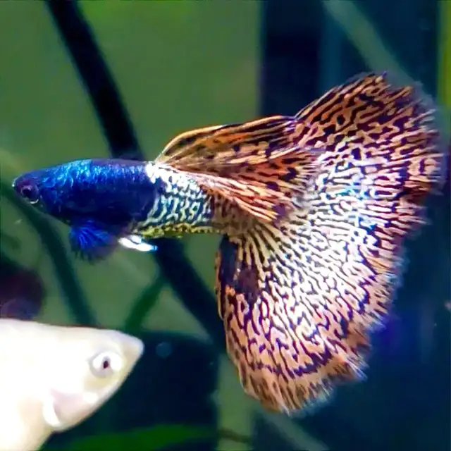 Elevate Your Tank with Quality Guppies in Fish for Rehoming in Richmond - Image 11