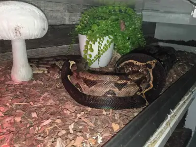 Boa constrictor imperator mâle avec grand terrarium 6 pieds, View more
