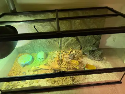 Leopard Gecko Male 4yrs & Full Enclosure, View more