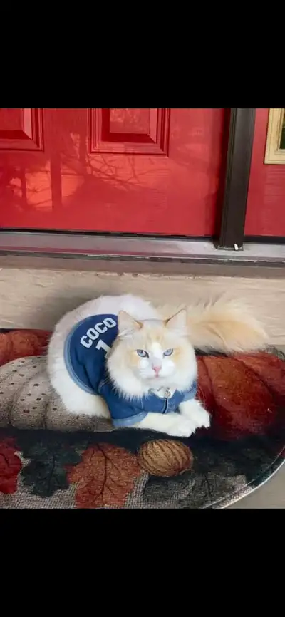 gorgeous flamepoint male  Ragdoll, View more