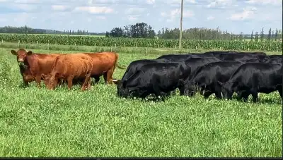 We have a few remaining head from our purebred Dexter herd for sale – there are 7 heifers and 8 bull...