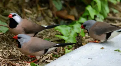 Shaftail finches for sale, View more
