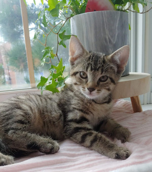 Sibérien | Adoptez des chats et chatons dans Québec | Petites annonces de Kijiji