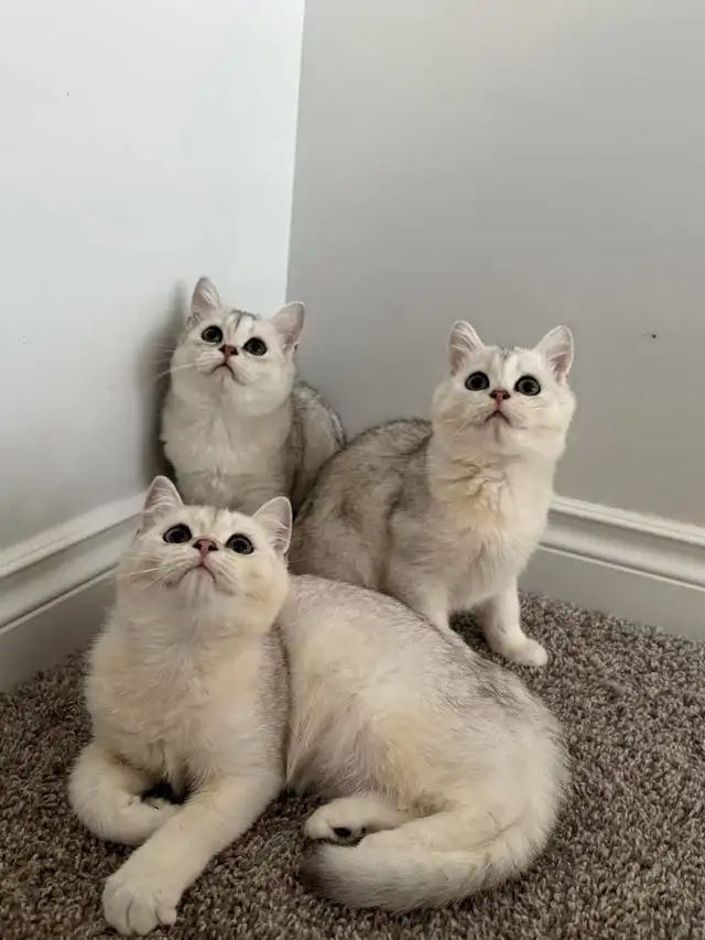 TICA British short hair Kitten-Fully Vaccined