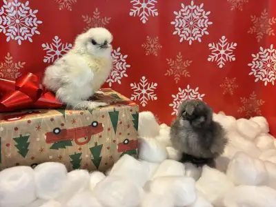 Silkie Chicks, View more
