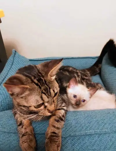 Siamese and Bengal kittens, View more