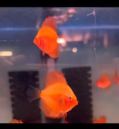 Red saint discus baby with warranty, View more