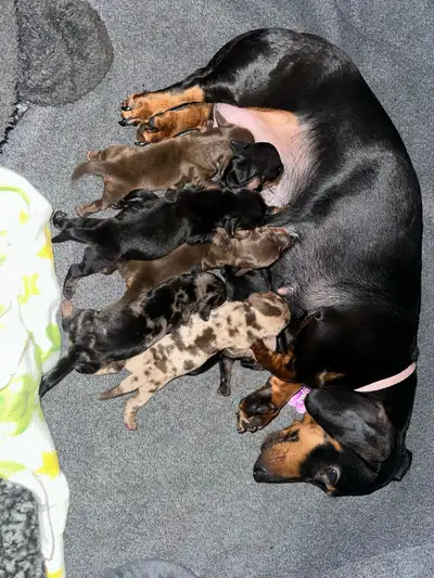 We have 6 miniature dachshunds for sale 3 male and 3 female They will go to new home with health cer...