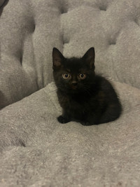 Super sweet baby black panther kittens 