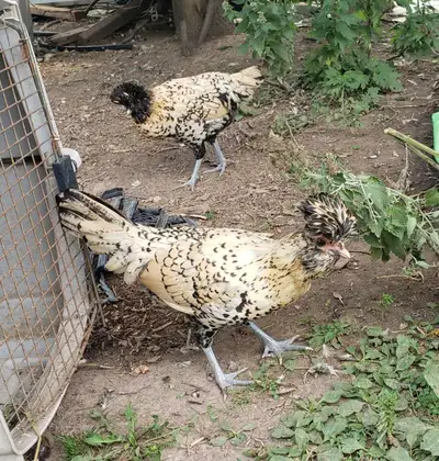 Cream Brabanter Hatching Eggs, View more