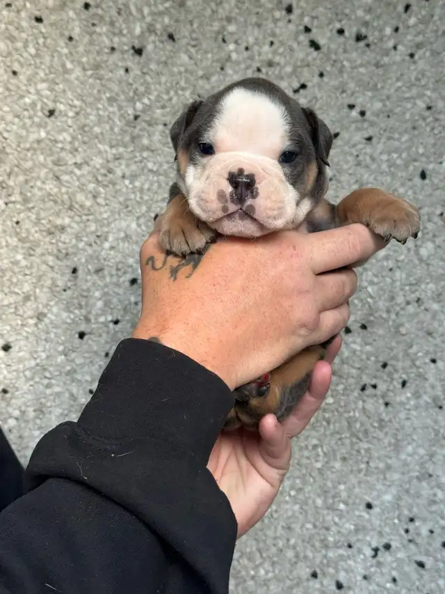 olde English bulldog/ olde bulldog bulldogge in Dogs & Puppies for Rehoming in Delta/Surrey/Langley - Image 6