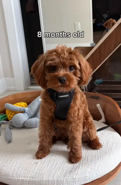 Mini Cavapoo (8 months old) fully trained, View more