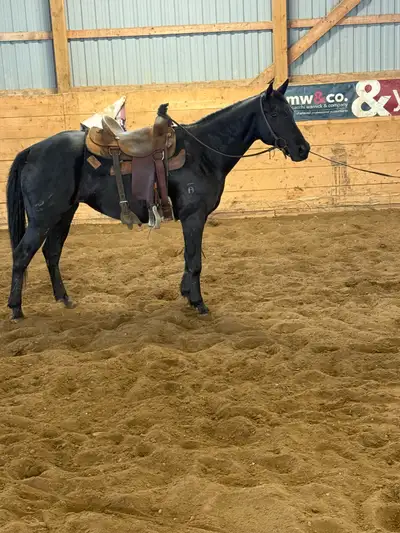 well broke trail mare , View more