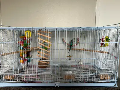 2 male budgies they still babies less than one year old. Comes with their own cage, toys, bag of foo...
