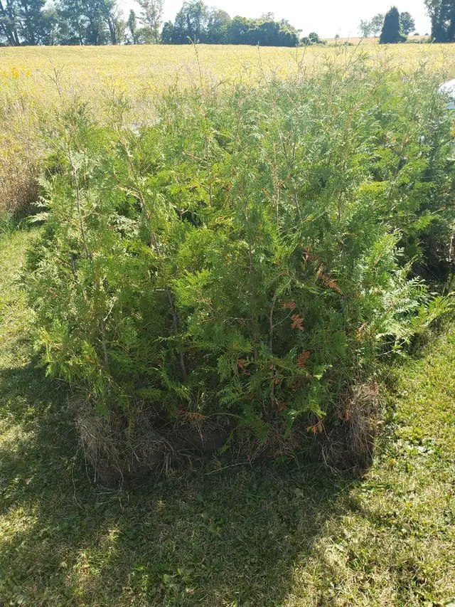 Cedar Hedge Planting or Delivery  in Plants, Fertilizer & Soil in Trenton - Image 10