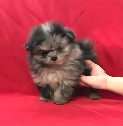 2 petit mâle pomeranien mix pomeranien, View more