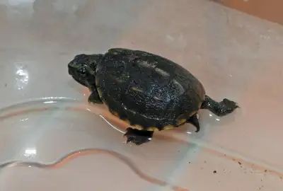 3 striped mud turtle male, View more