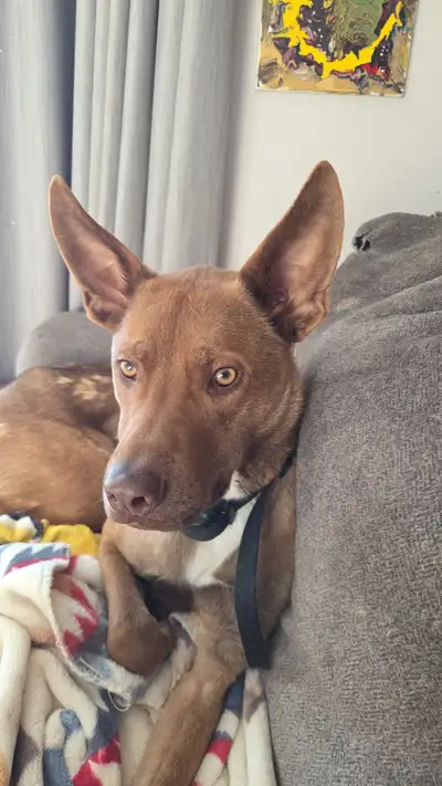 Dog looking for new home, View more