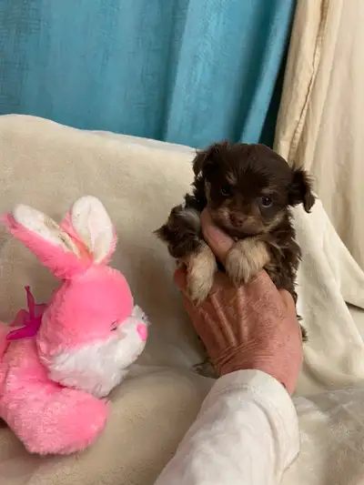 Adorable yorki-poo puppies, View more