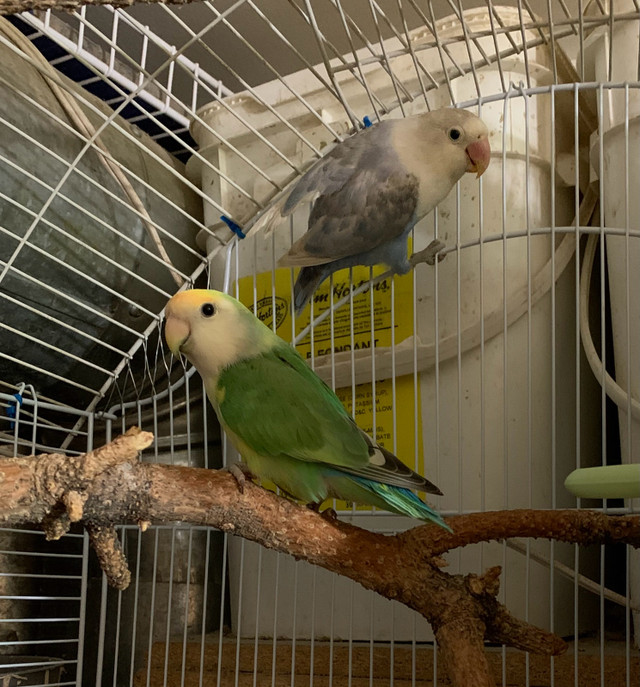 2 pairs of love bird  in Birds for Rehoming in Lethbridge - Image 3