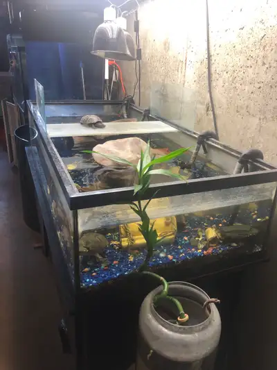 70 gallon frag tank, Voir plus