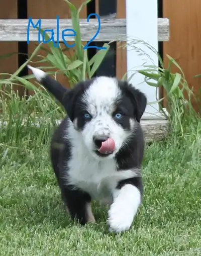 $300 8 very friendly and energetic puppies for sale! Should make good cowdogs. They don't have their...