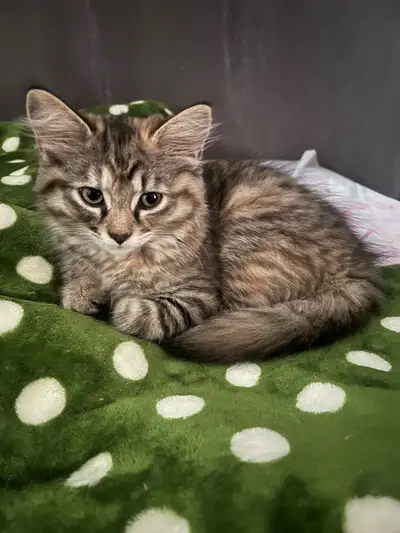 adorable kittens (only 2 left), View more