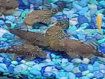 Update June 16, 2025. A couple of fish left, first come first served!! Also I finally have some fry...