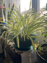 Indoor/outdoor plants