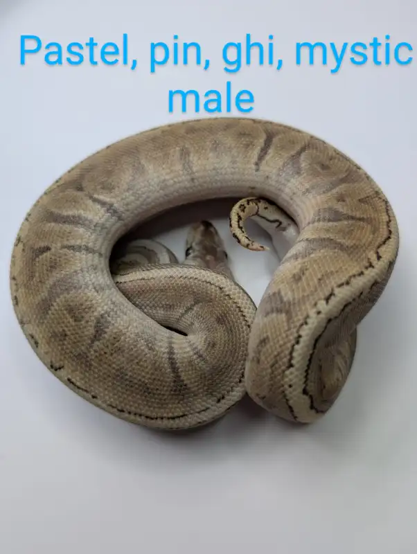 Ball Pythons, Boas, and Feeders New year DEALS!!! in Reptiles & Amphibians for Rehoming in Kitchener / Waterloo - Image 2