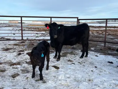 First Calf Pairs for Sale, View more