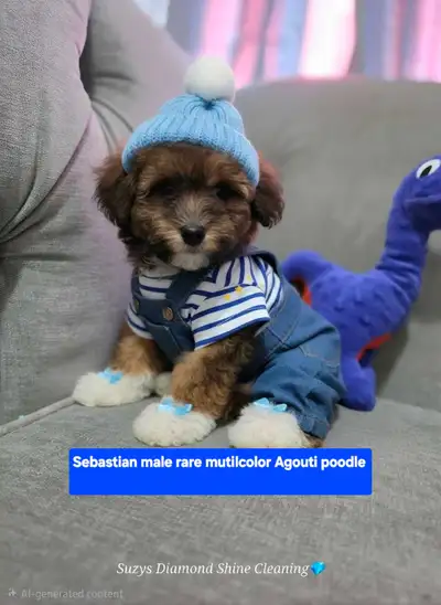 toy poodles 1 beautiful boy remaining ! 11 weeks old, View more