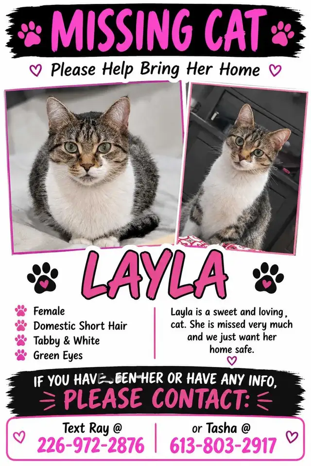 missing cat 