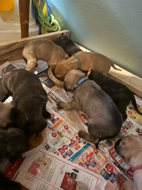 3 male puppies available to go now. They have a clean bill of health from the vet. They come with th...