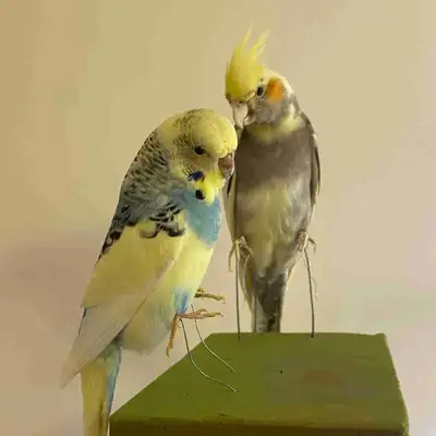 Serious inquiries only, if ad is up it is available $200 for the budgie $300 for the cockatiel Or ta...