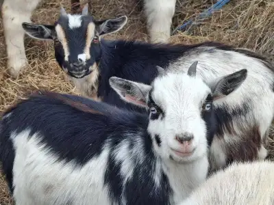 These three girls were all born beginning of April this spring. Would love to see them go together a...