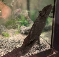 Axolotl 4yrs old + tank/stand/ accessories 