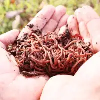 Red Wigglers (Compost Worms) 