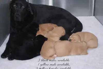 Stunning Purebred Labrador retriever puppies! Black and Yellow, View more