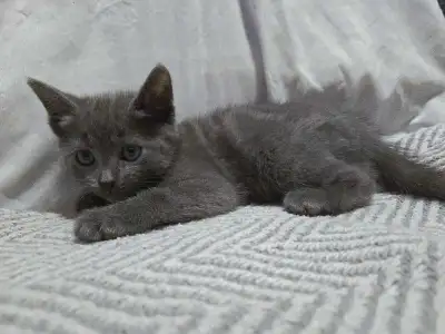 grey kitten, View more