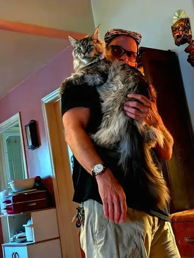 Female European maine coon 4 years old, View more